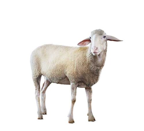 Formaggi di Pecora